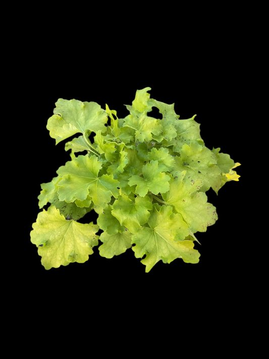 Heuchera ‘Lemon Love’ P15