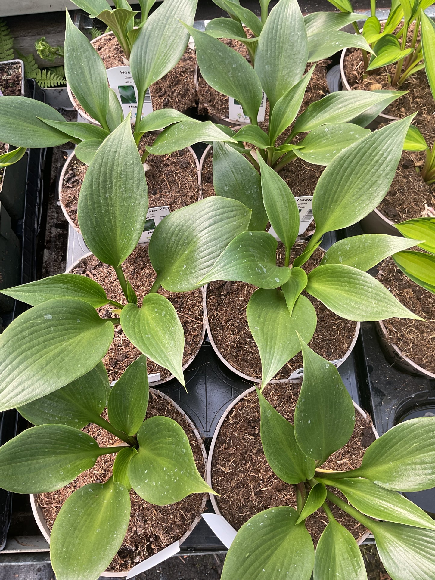 Hosta ‘Zorro’ P15