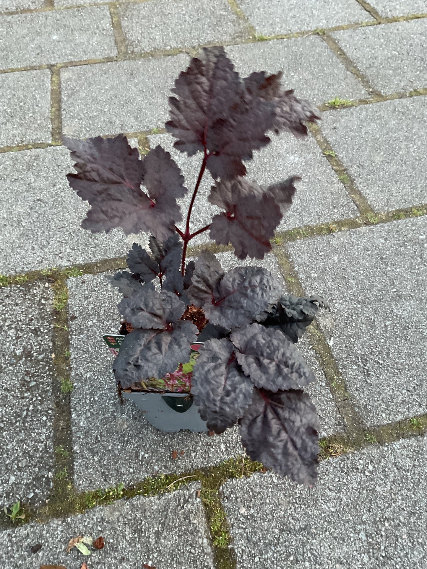 Astilbe chinensis ‘Dark Side of the Moon’ P11x11