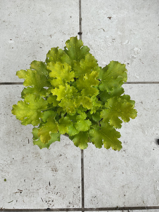 Heuchera ‘Limeberry’ P15