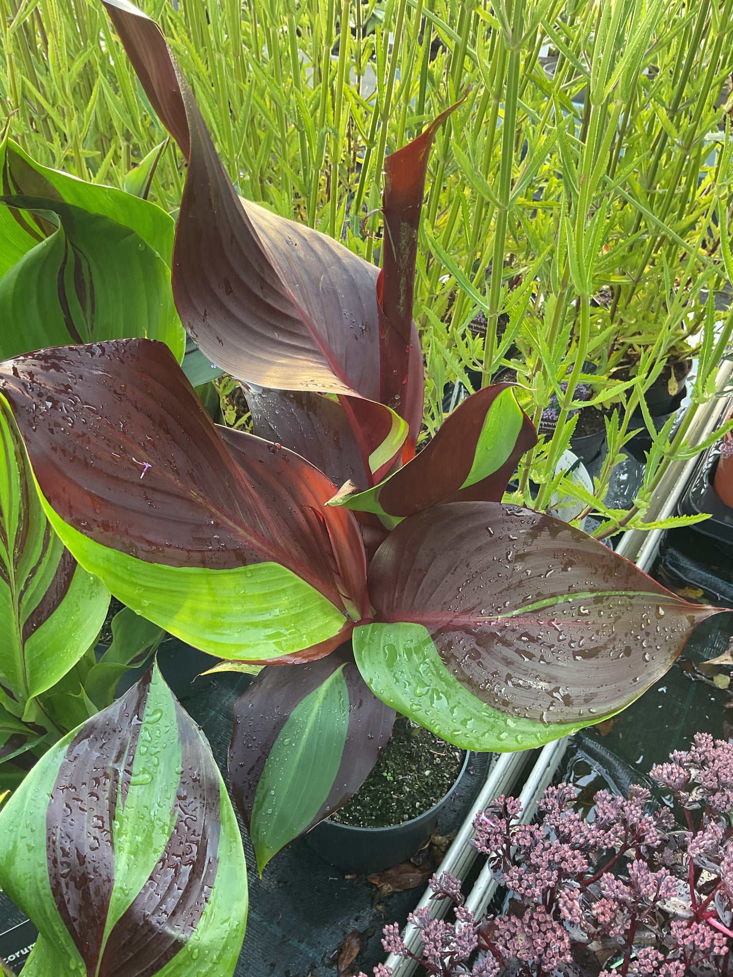 Canna Cleopatra’P21