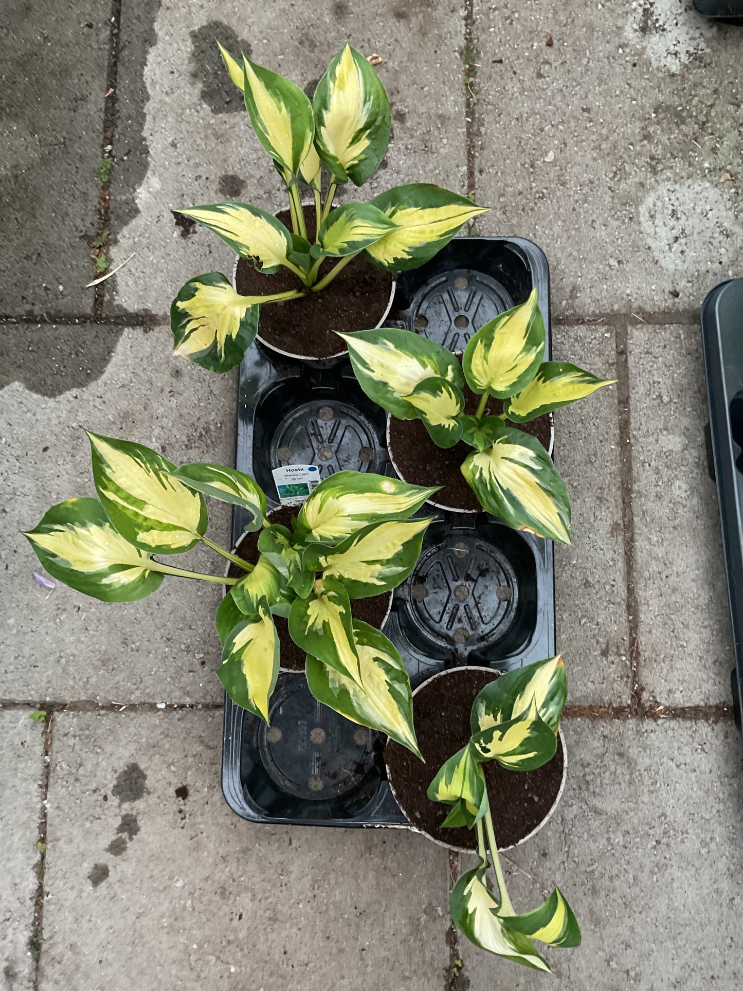 Hosta ‘Morning Light’