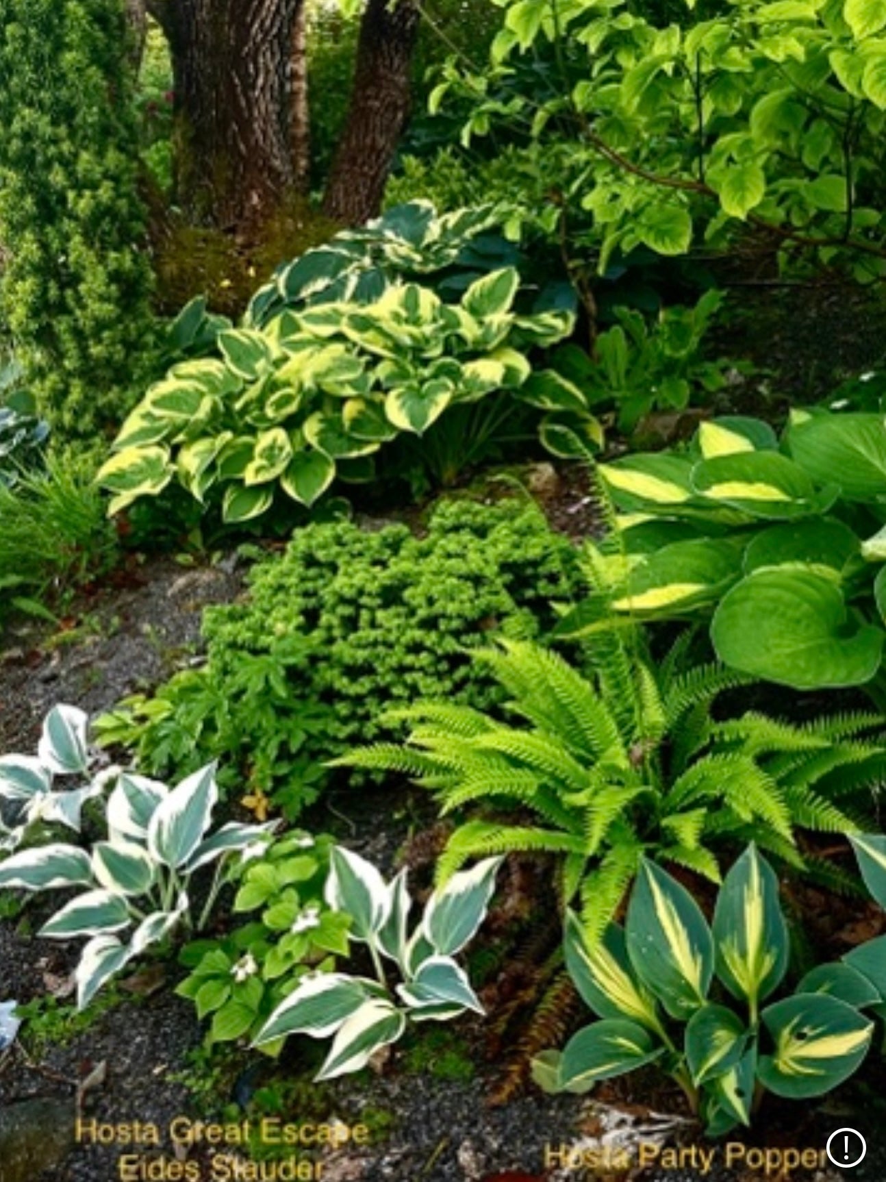 Hosta ‘Great Escape’ P15