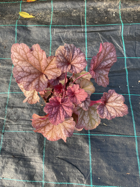 Heuchera ‘Berry Smoothie’ P12