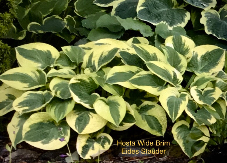 Hosta ‘Wide Brim’