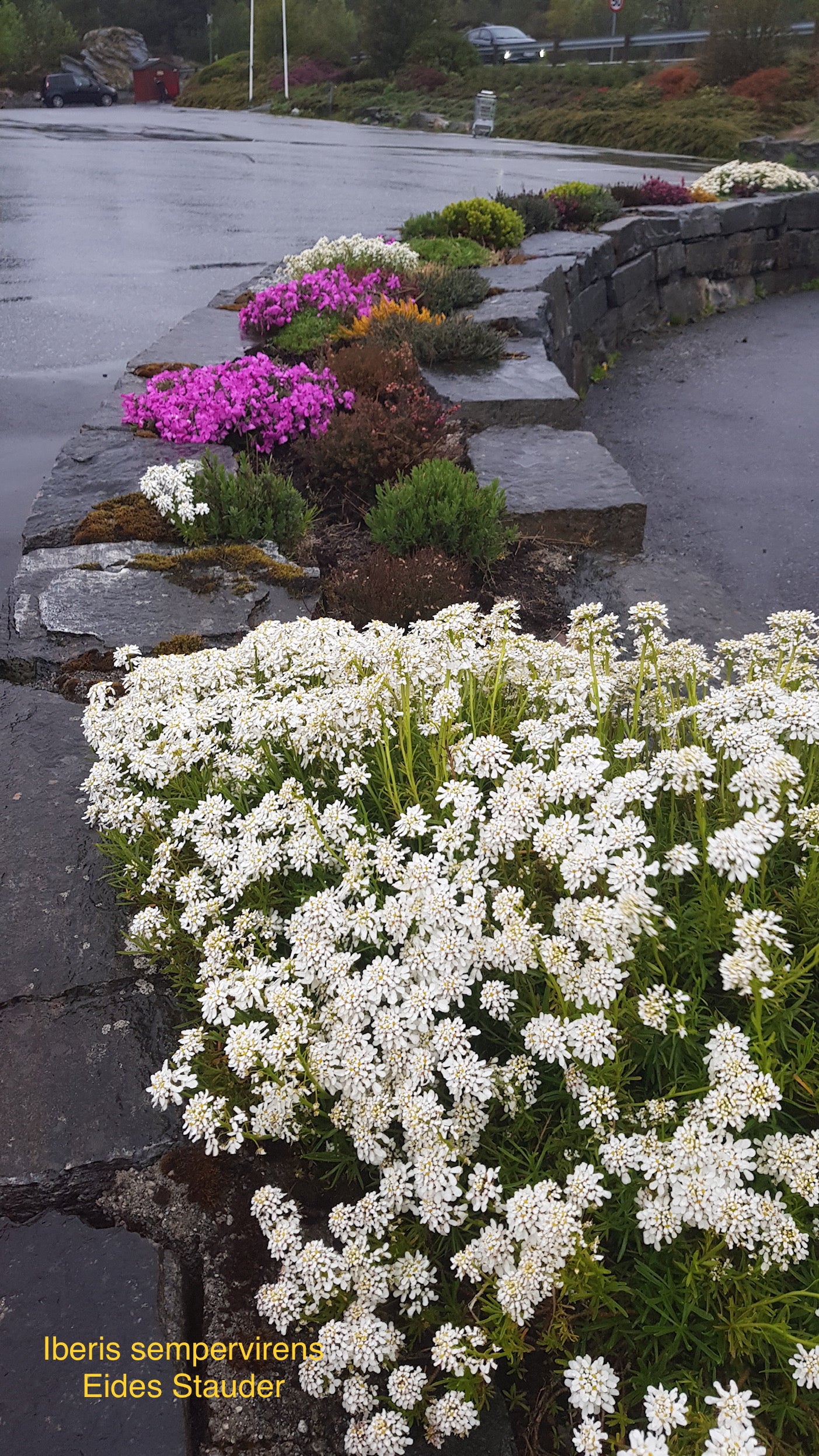 Iberis sempervirens