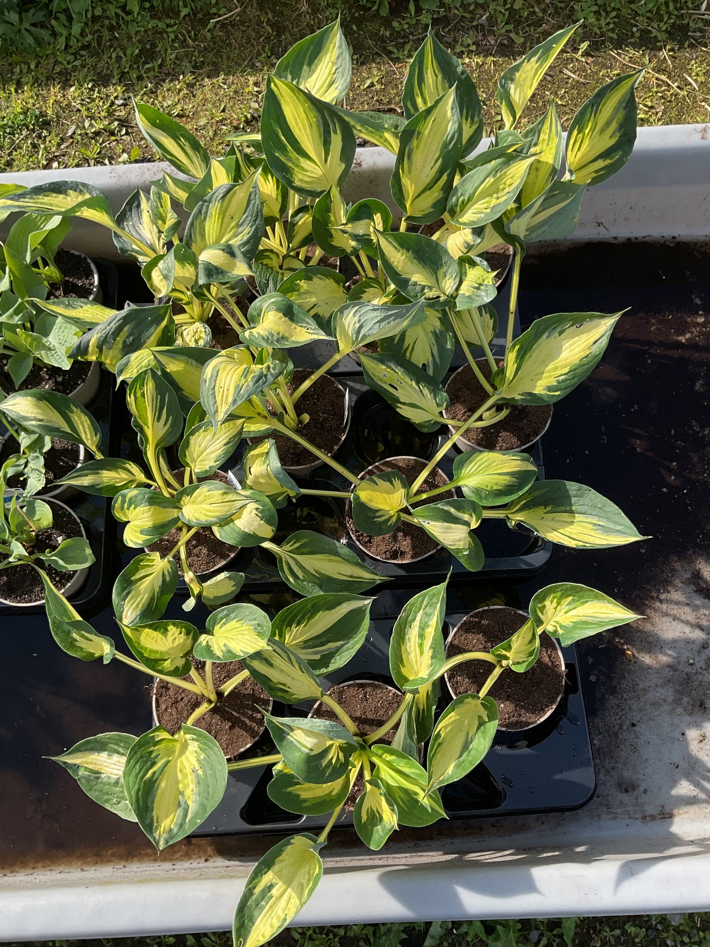 Hosta ‘Morning Star’