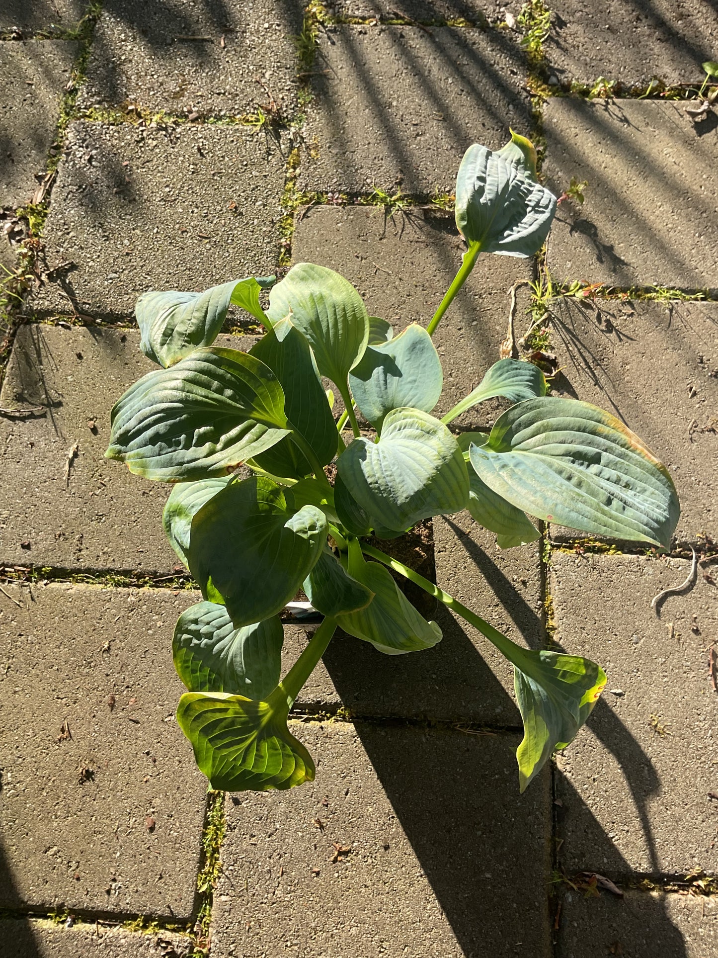 Hosta ‘Powder Blue’