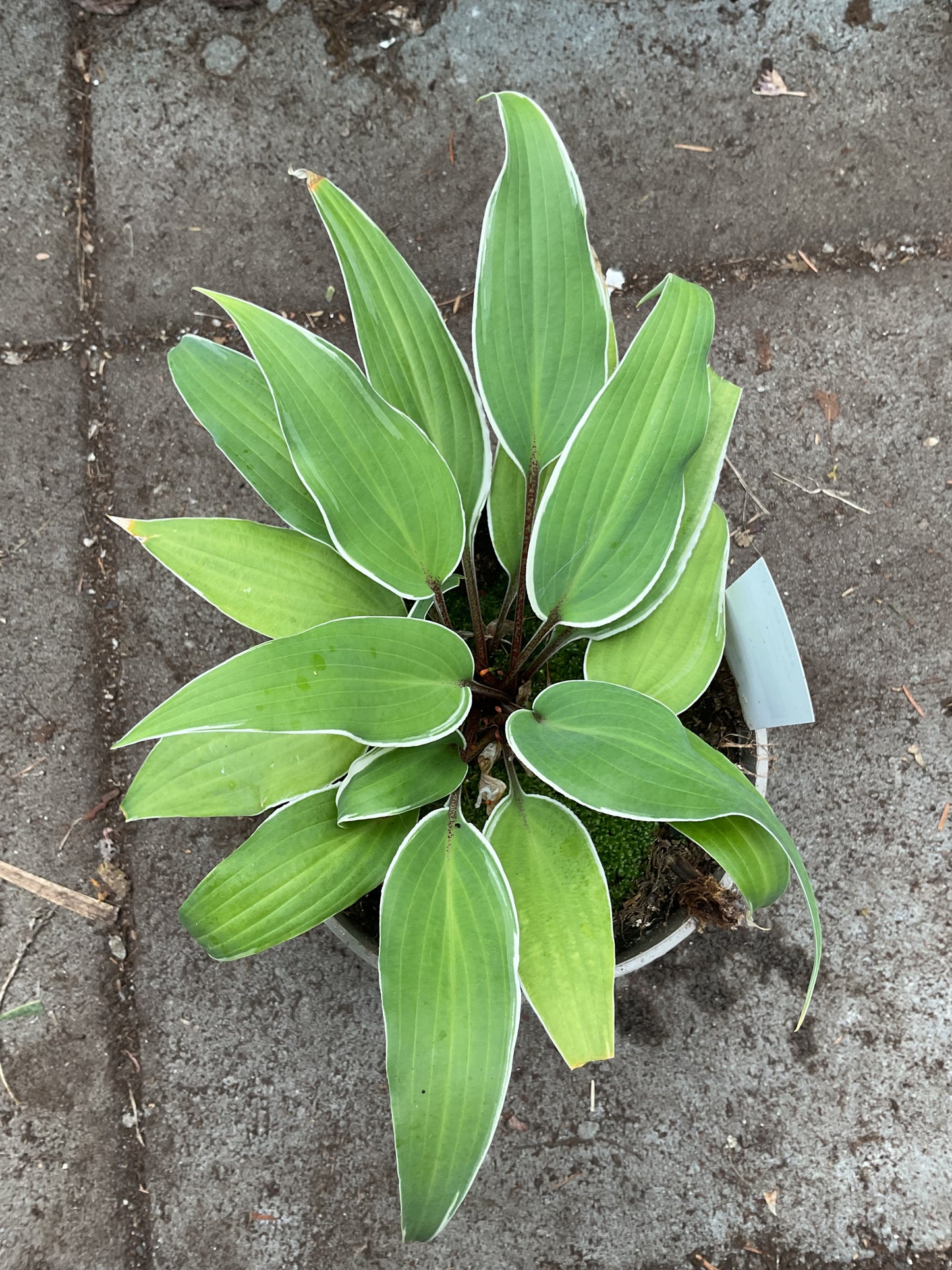 Hosta ‘Valley’s Sushi’ P15