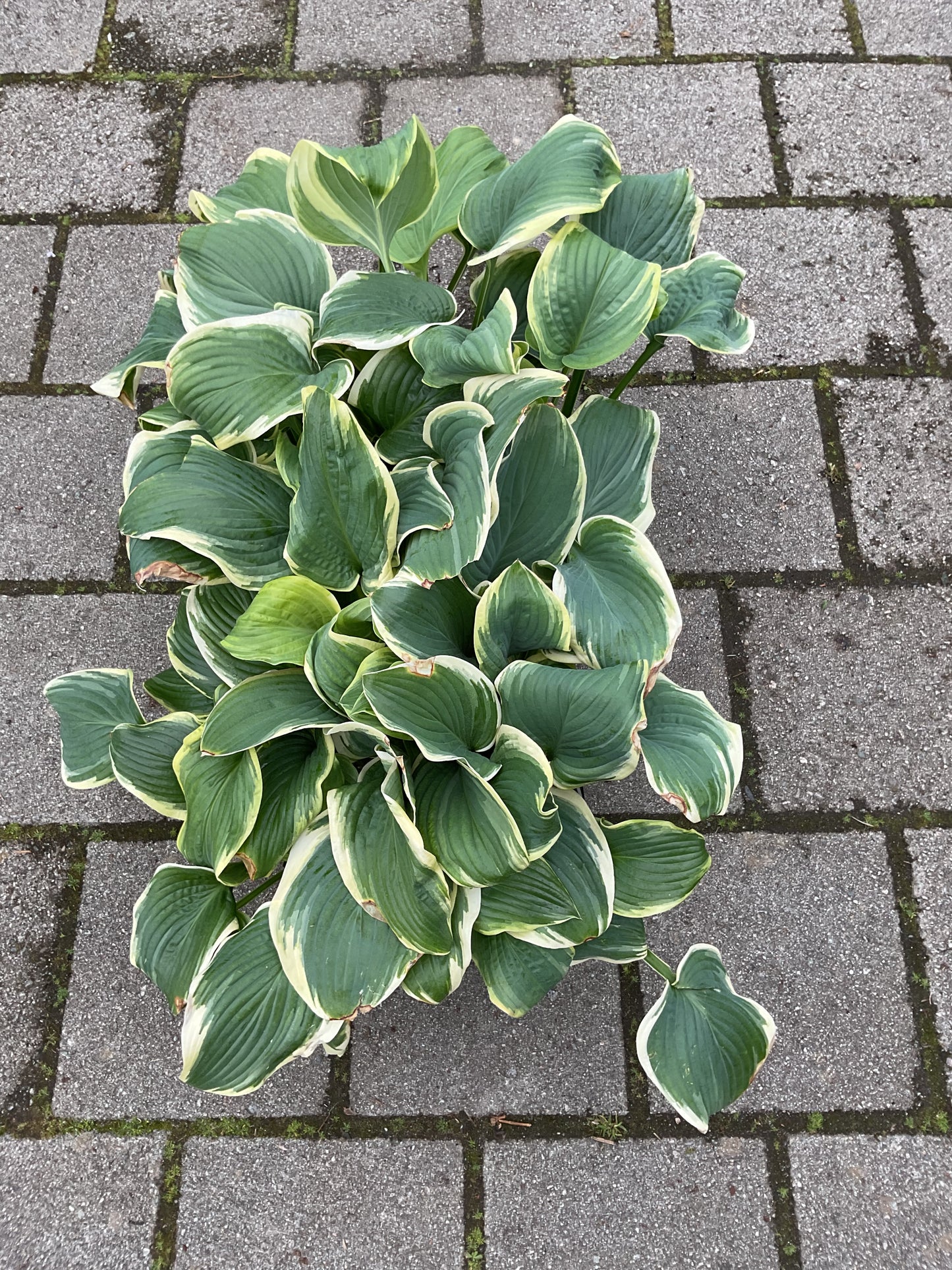 Hosta ‘Fragrant King’ P15