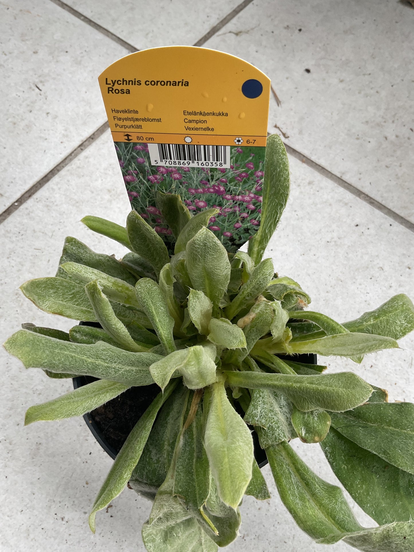 Lychnis coronaria Rosa P11,5