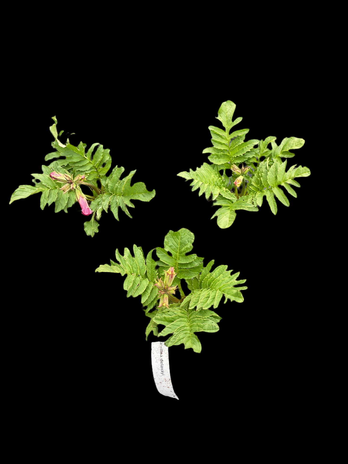 Incarvillea delavayi 3 stk planter