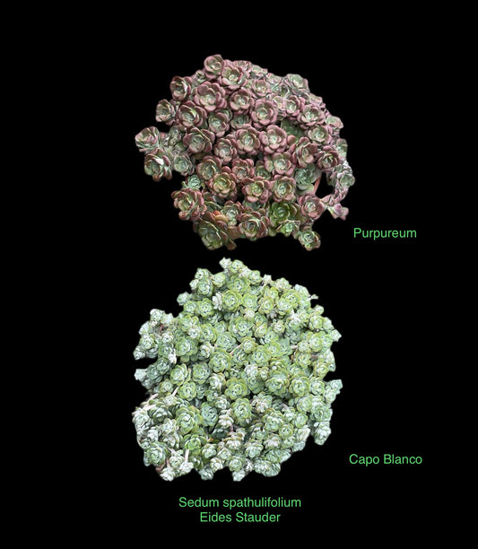 Sedum spathulifolium 3+3 planter P12