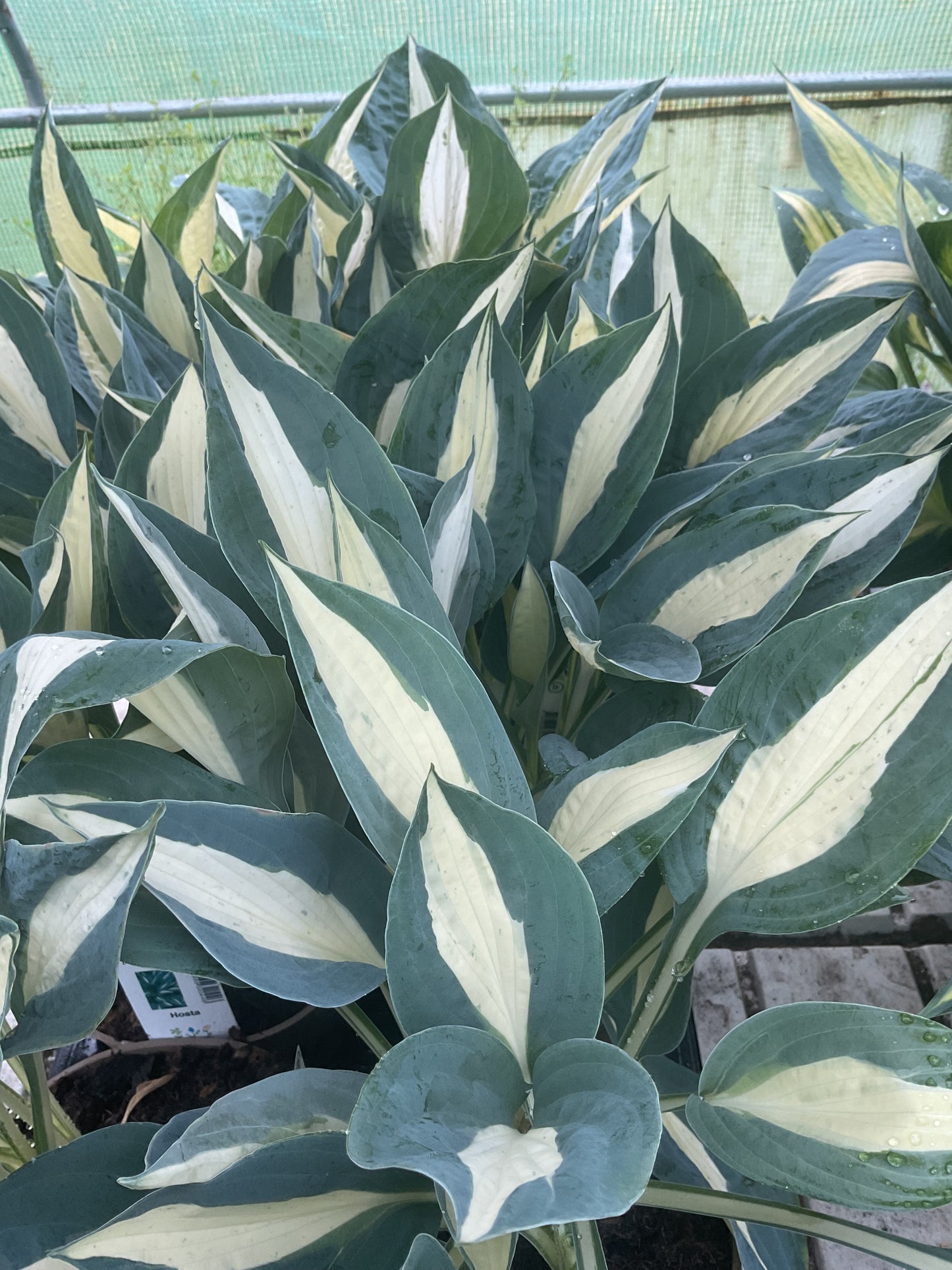 Hosta ‘Pin Up’