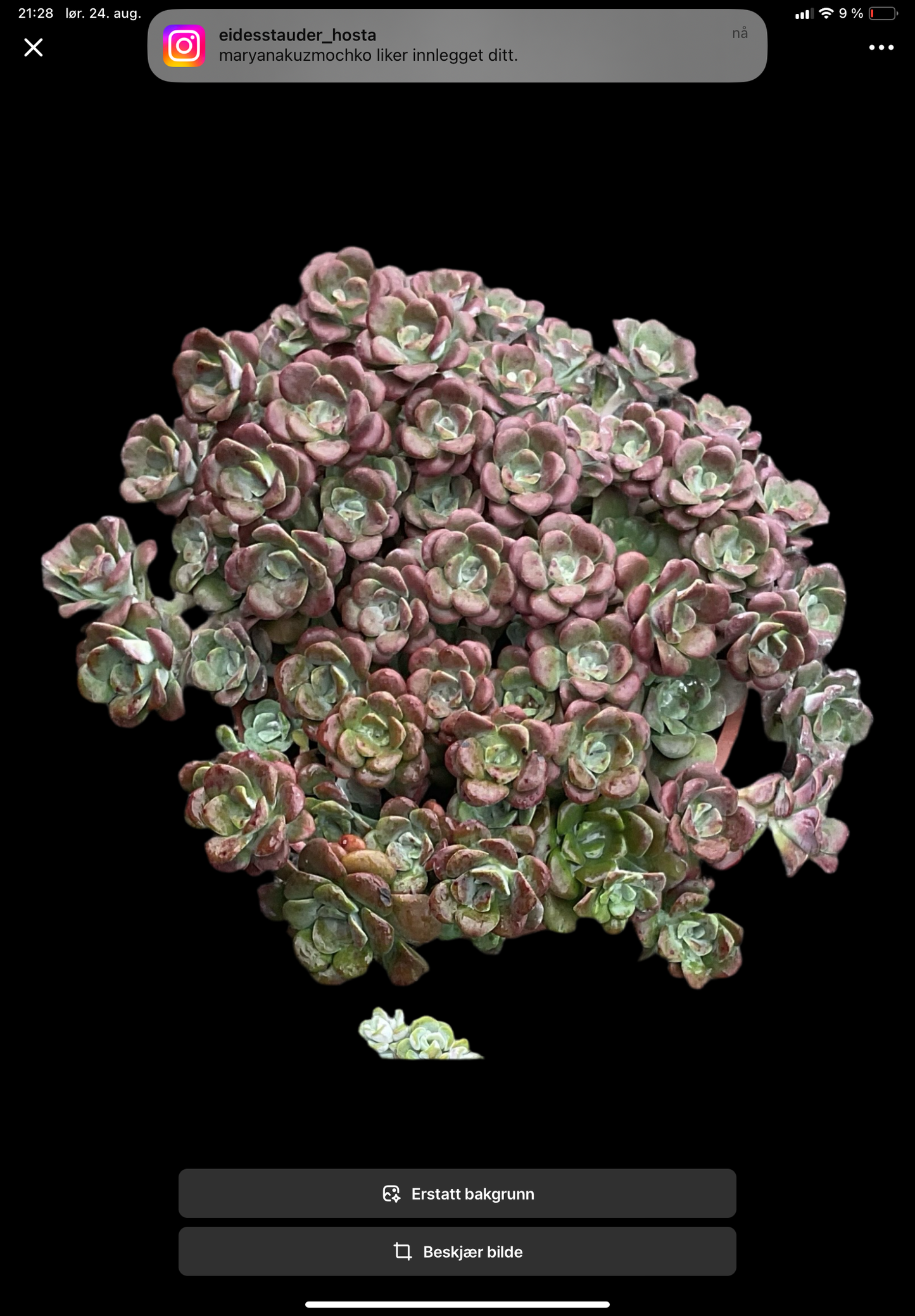 Sedum spathulifolium 3+3 planter P12