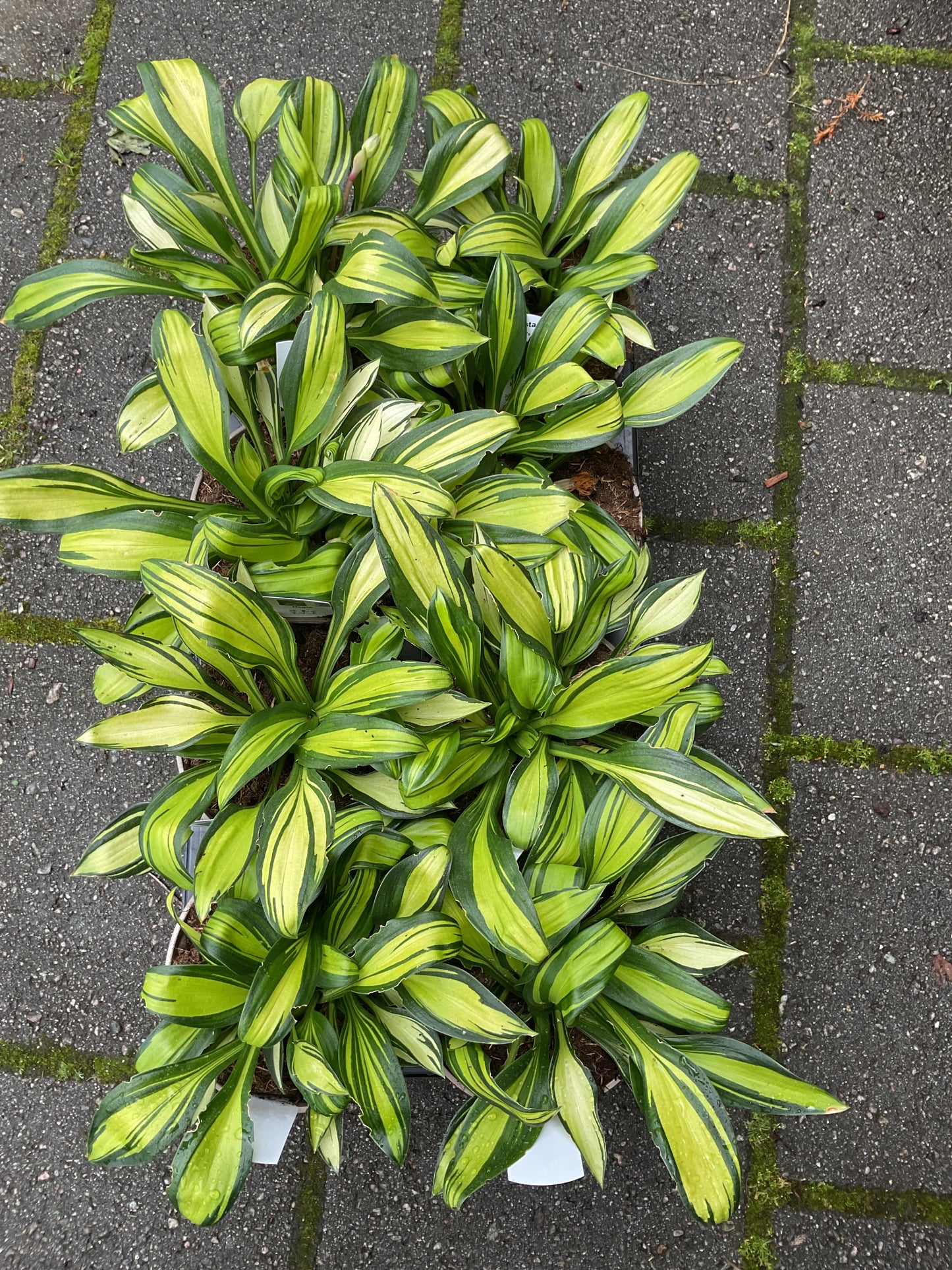 Hosta ‘Rainbow’s End’ P15