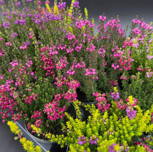 Erica cinerea Kolleksjon i 5 farger P9