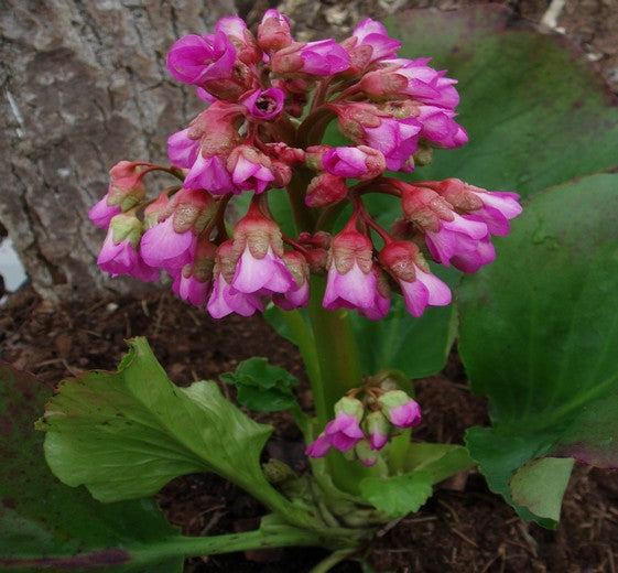 Bergenia cordifolia ‘Vinterglöd’