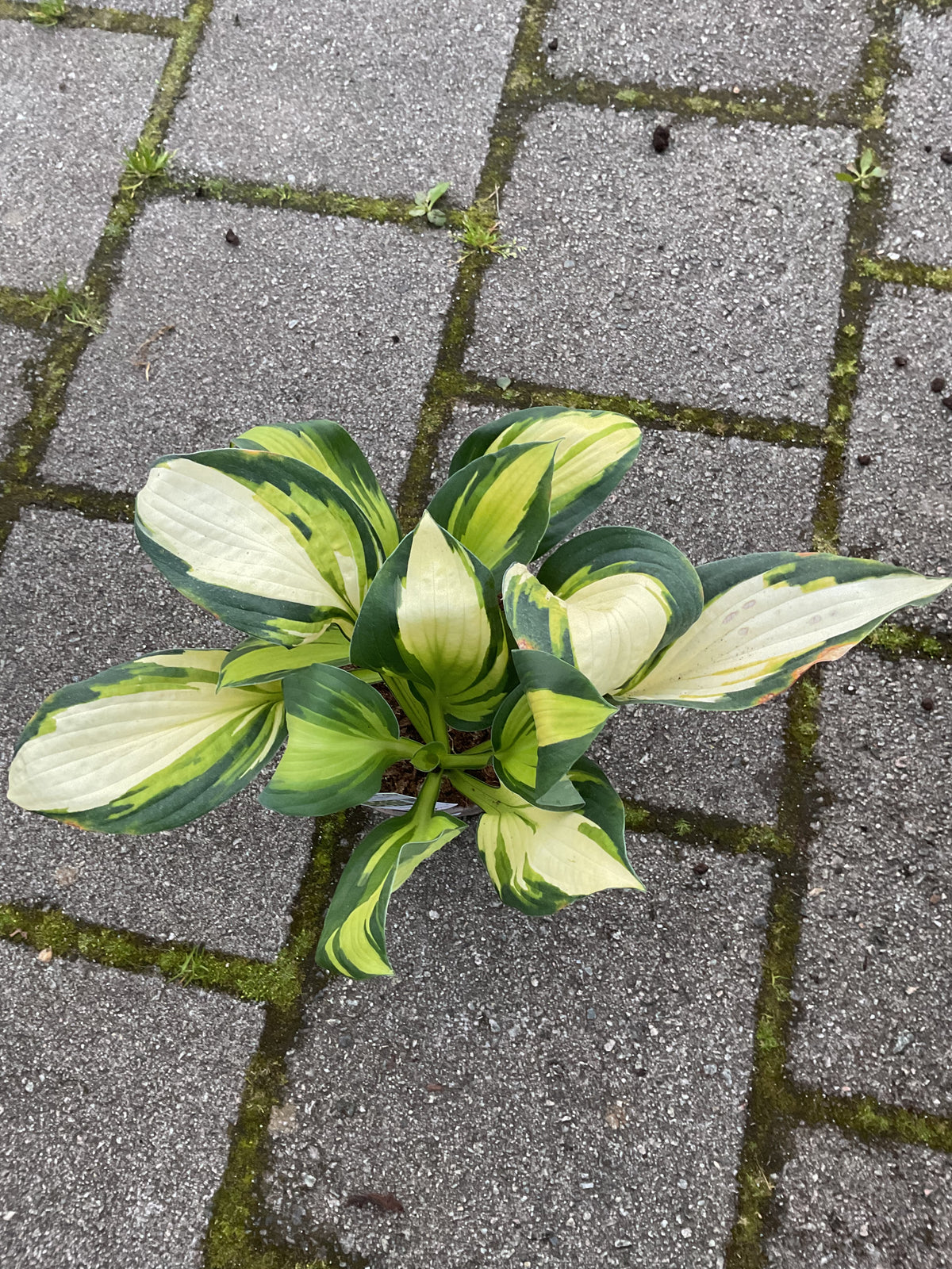 Hosta ‘Color Festival’