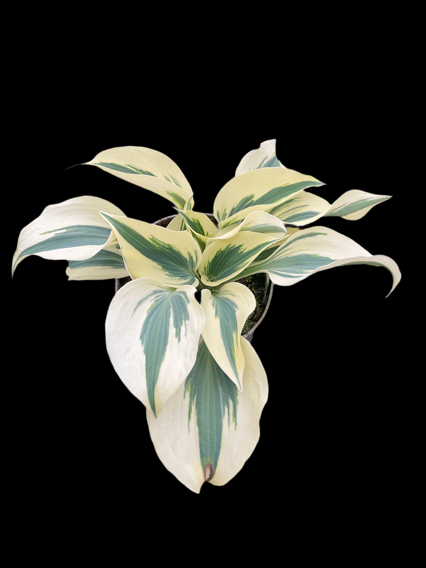 Hosta ‘Great Escape’ P15