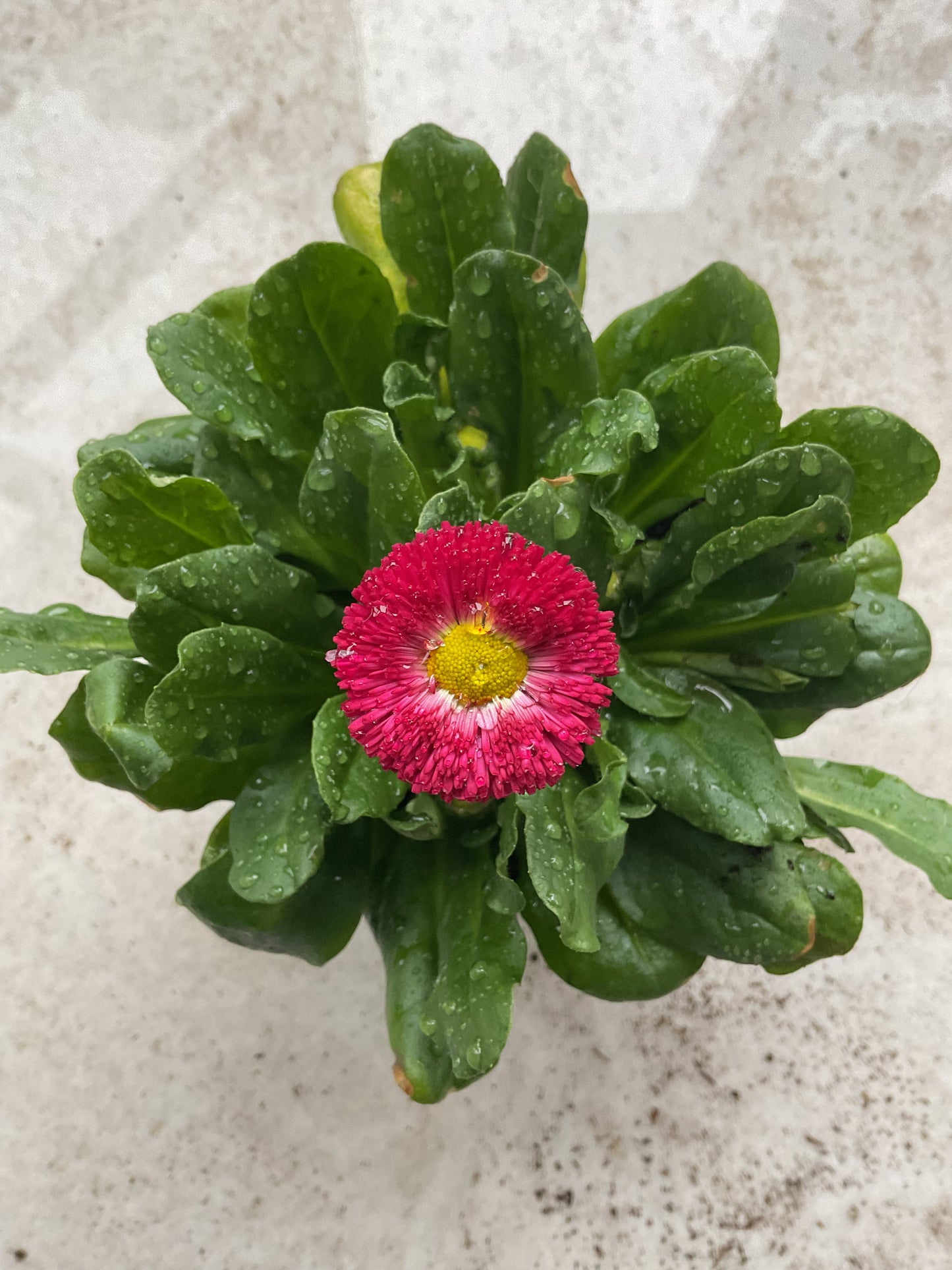 Tusenfryd Rød, Bellis perennis P9