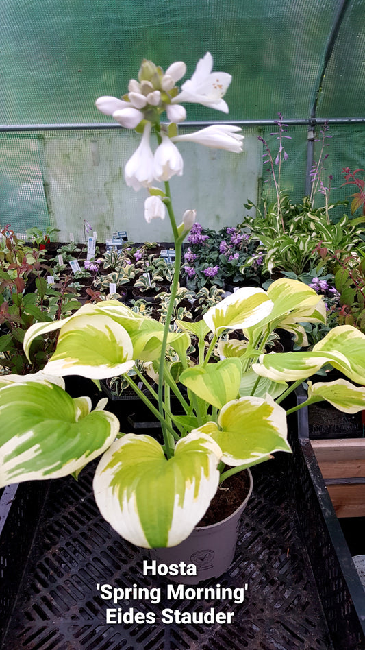 Hosta ‘Spring Morning’