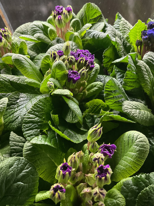 Primula Belarina ‘Purple Diamond’ P13