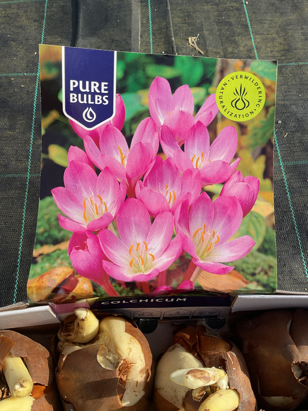 Colchicum autumnale P13