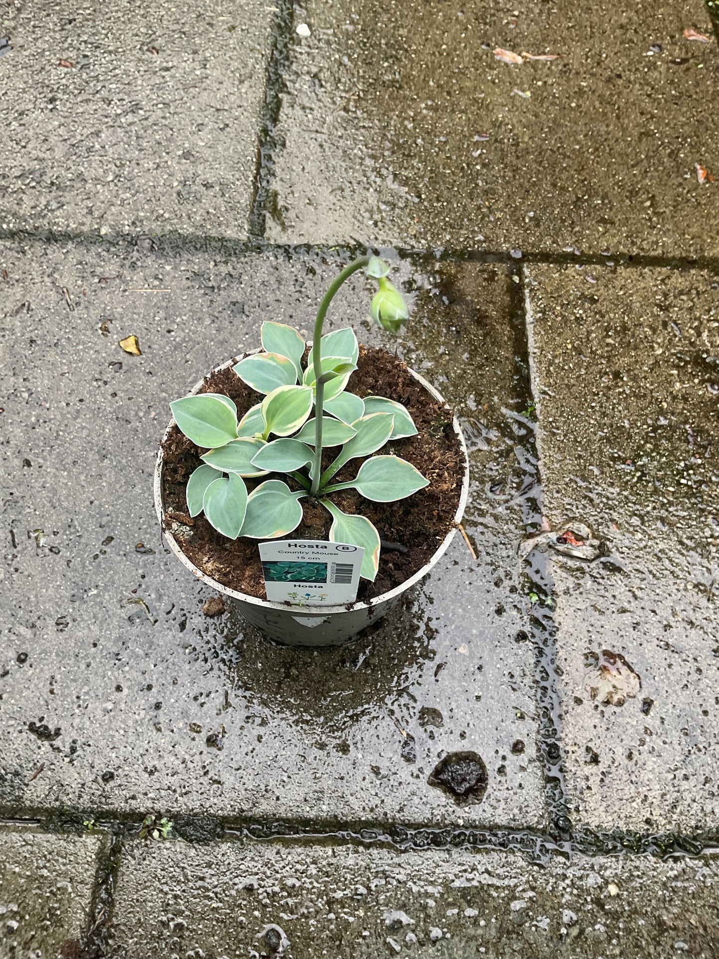 Hosta ‘Country Mouse’ P15