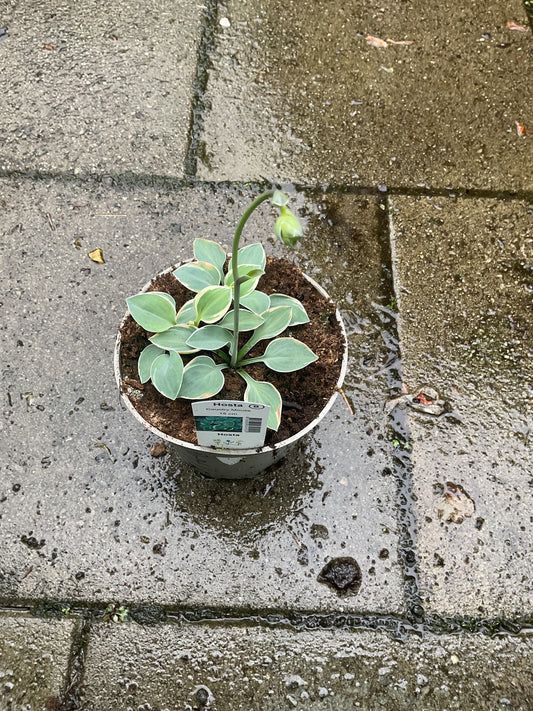 Hosta ‘Country Mouse’ P15