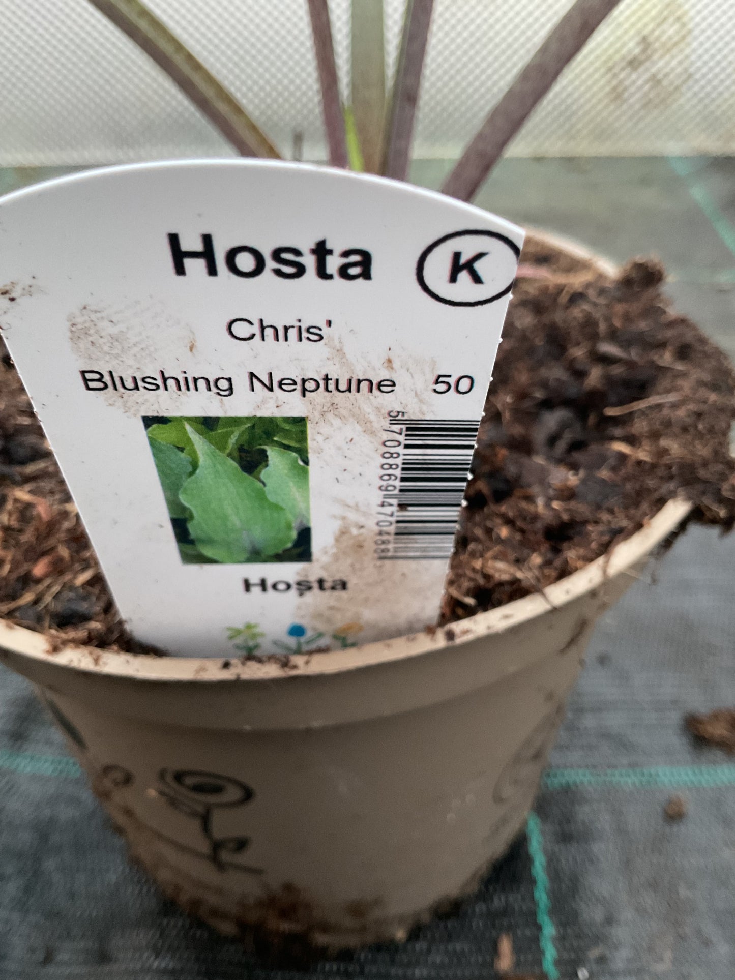 Hosta ‘Chris Blushing Neptune’ P15