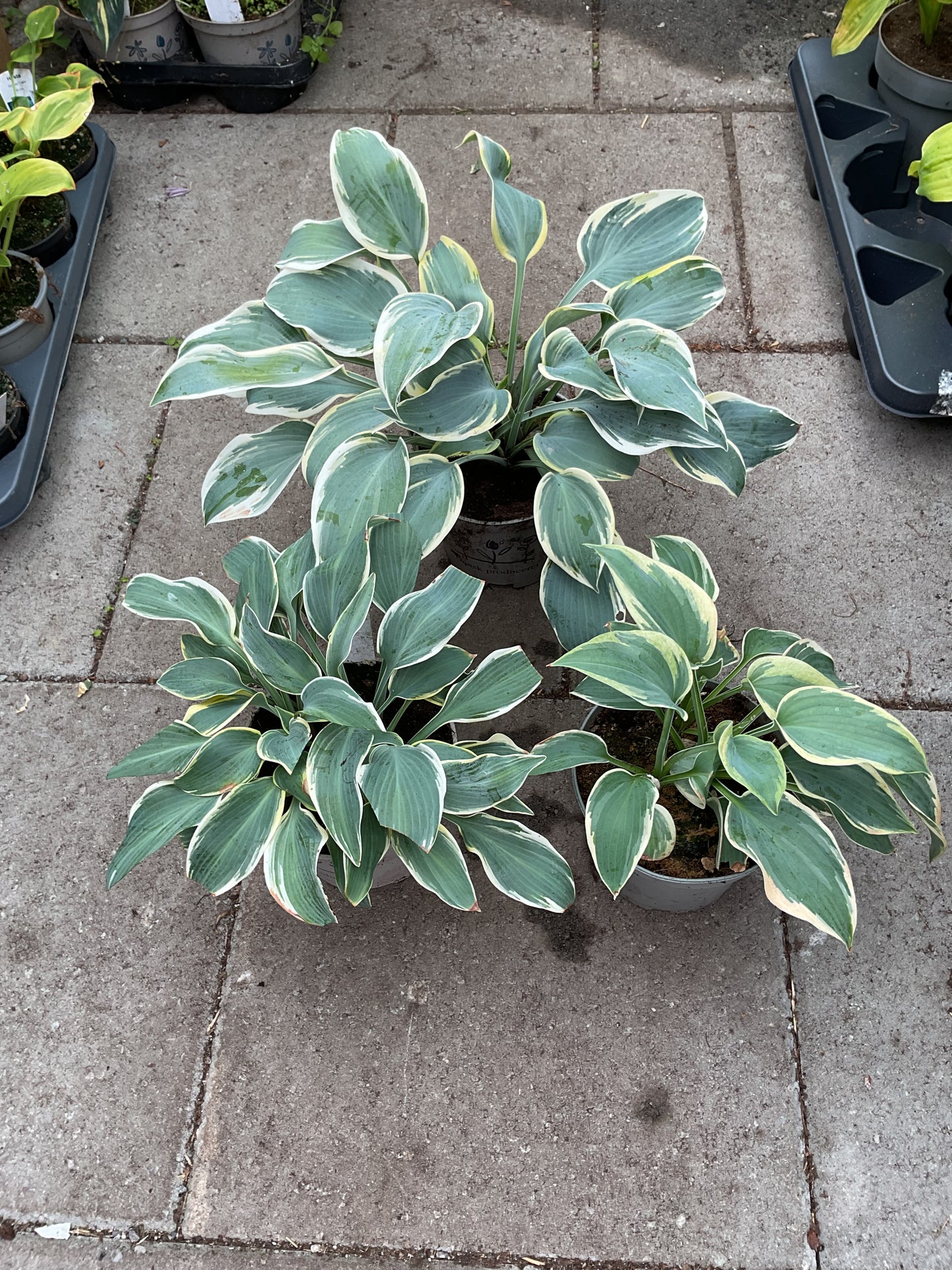 Hosta ‘First Frost’ P15