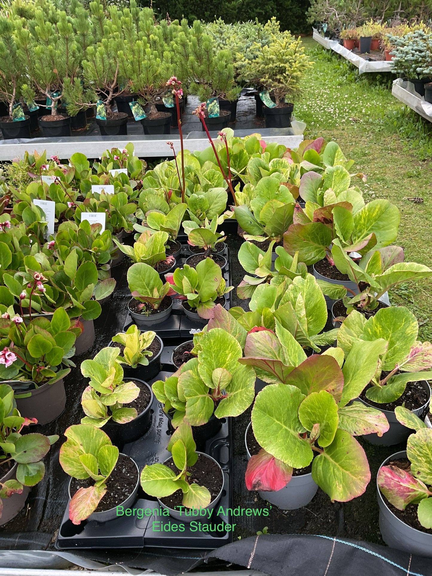 Bergenia cordifolia ‘Tubby Andrews’ P13