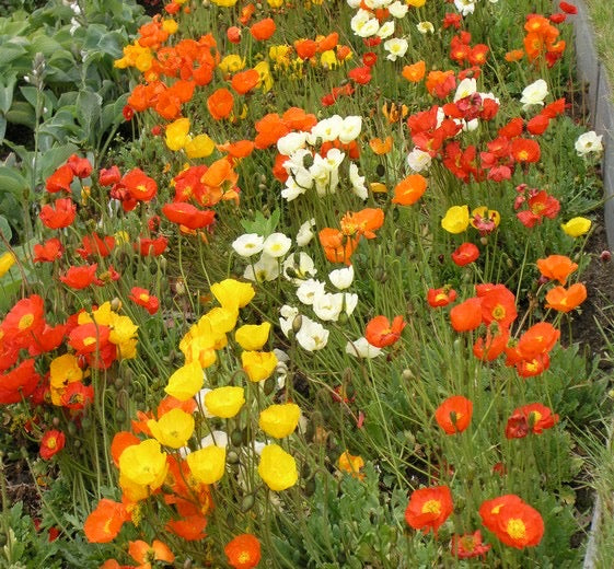 Papaver nudicaule ‘Gartenzwerg’