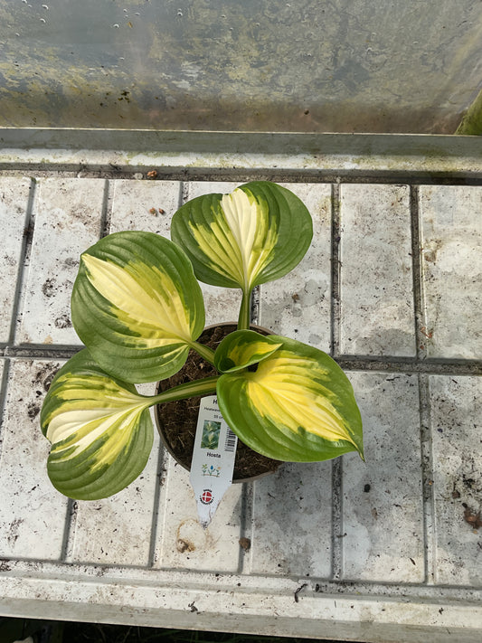 Hosta ‘Heat Wave’®️ P15