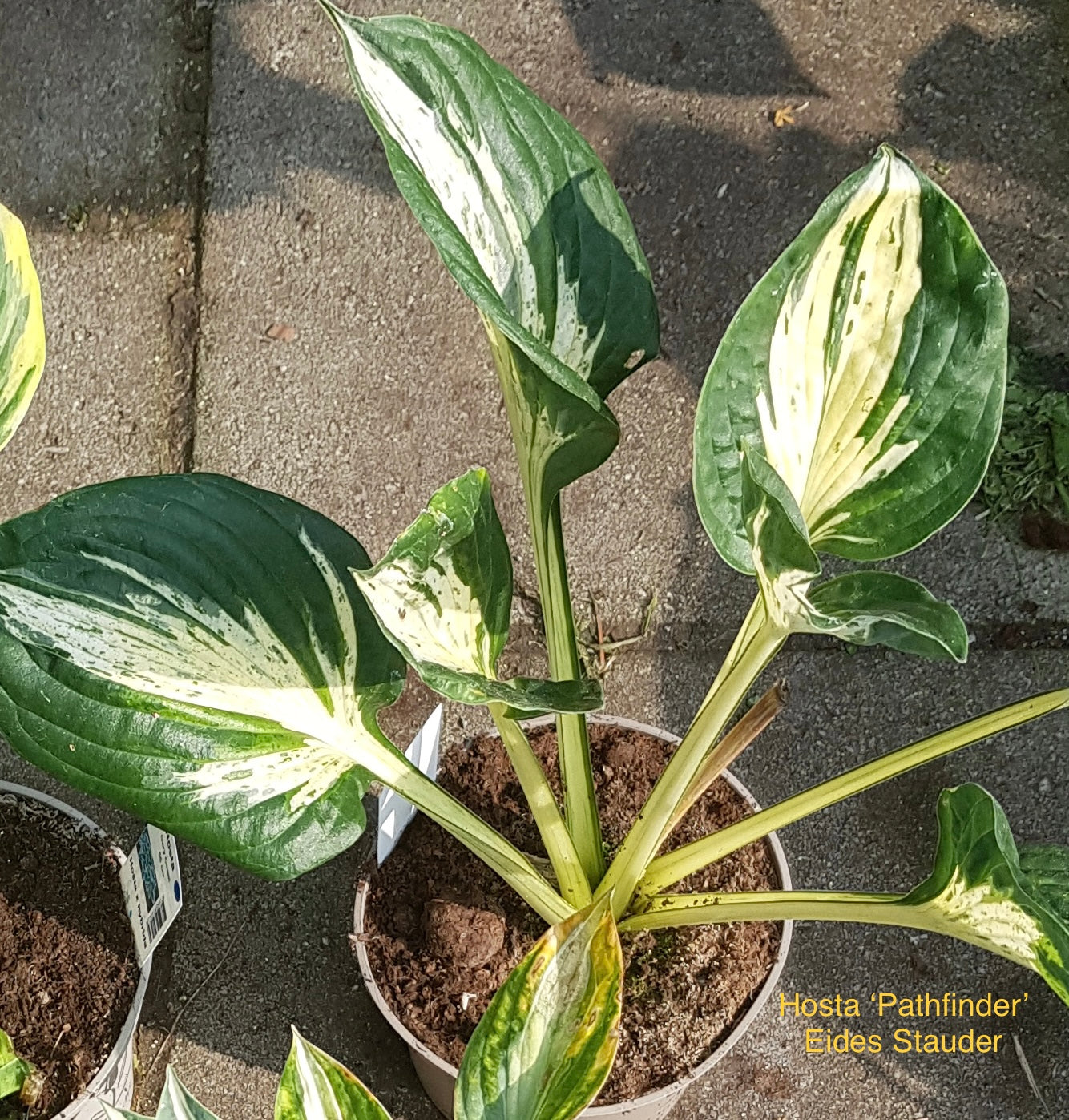 Hosta ‘Pathfinder’