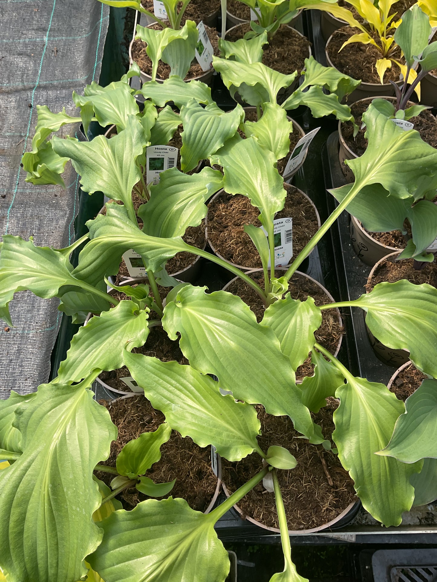 Hosta ‘Unruly Child’ P15