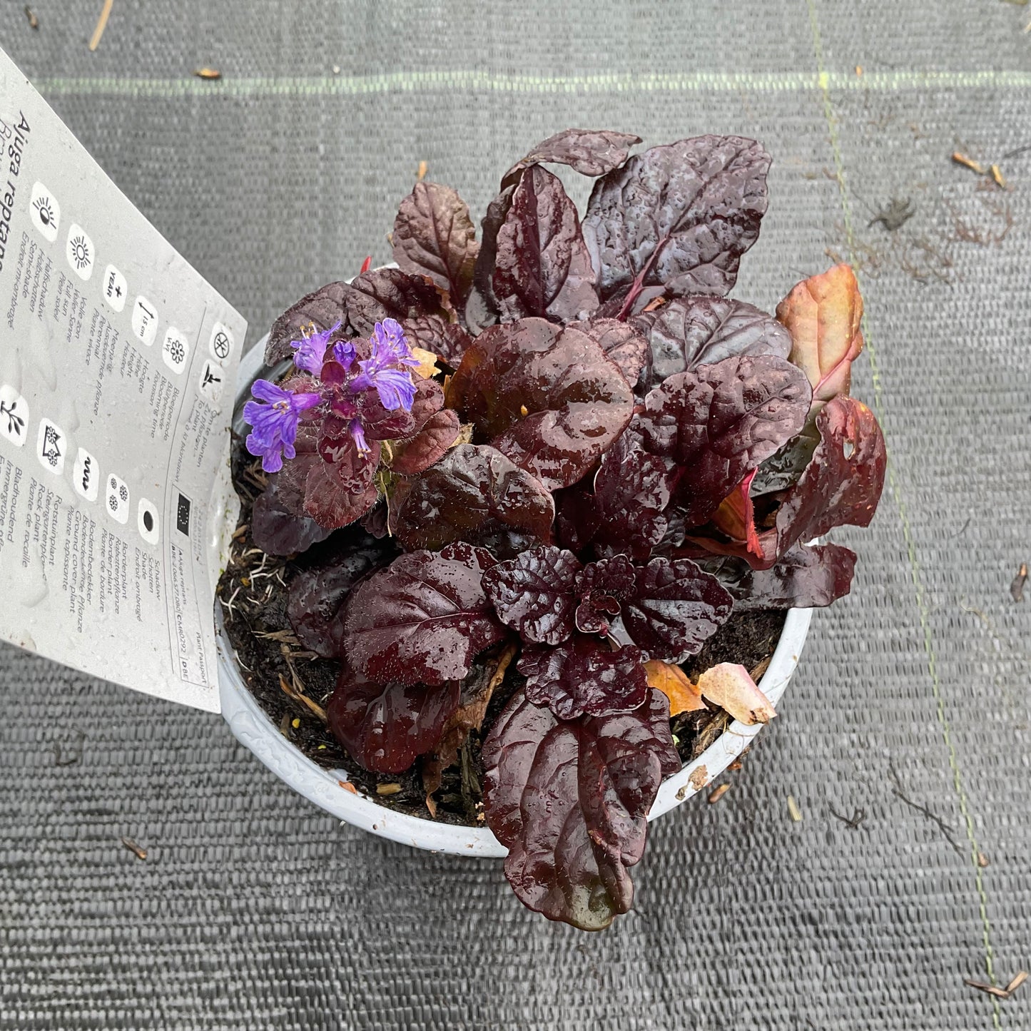 Ajuga reptans ‘Braunherz’ P11