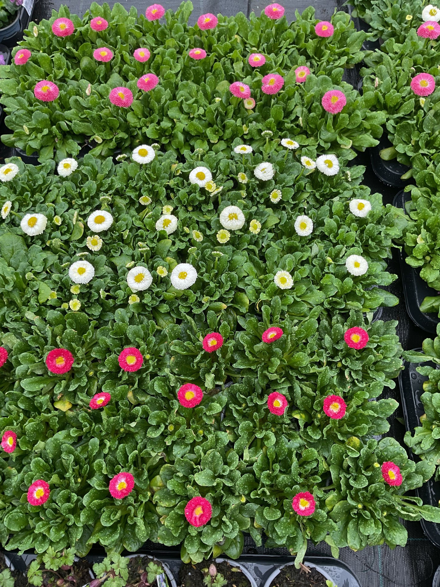 Tusenfryd Rød, Bellis perennis P9