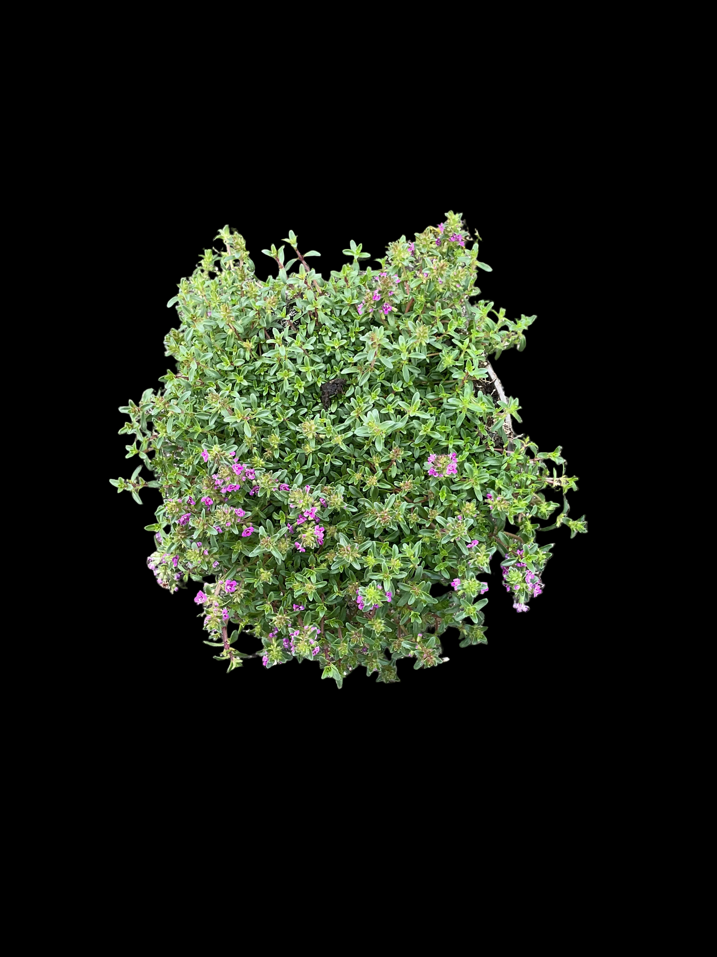 Thymus praecox ‘Coccineus’ P12