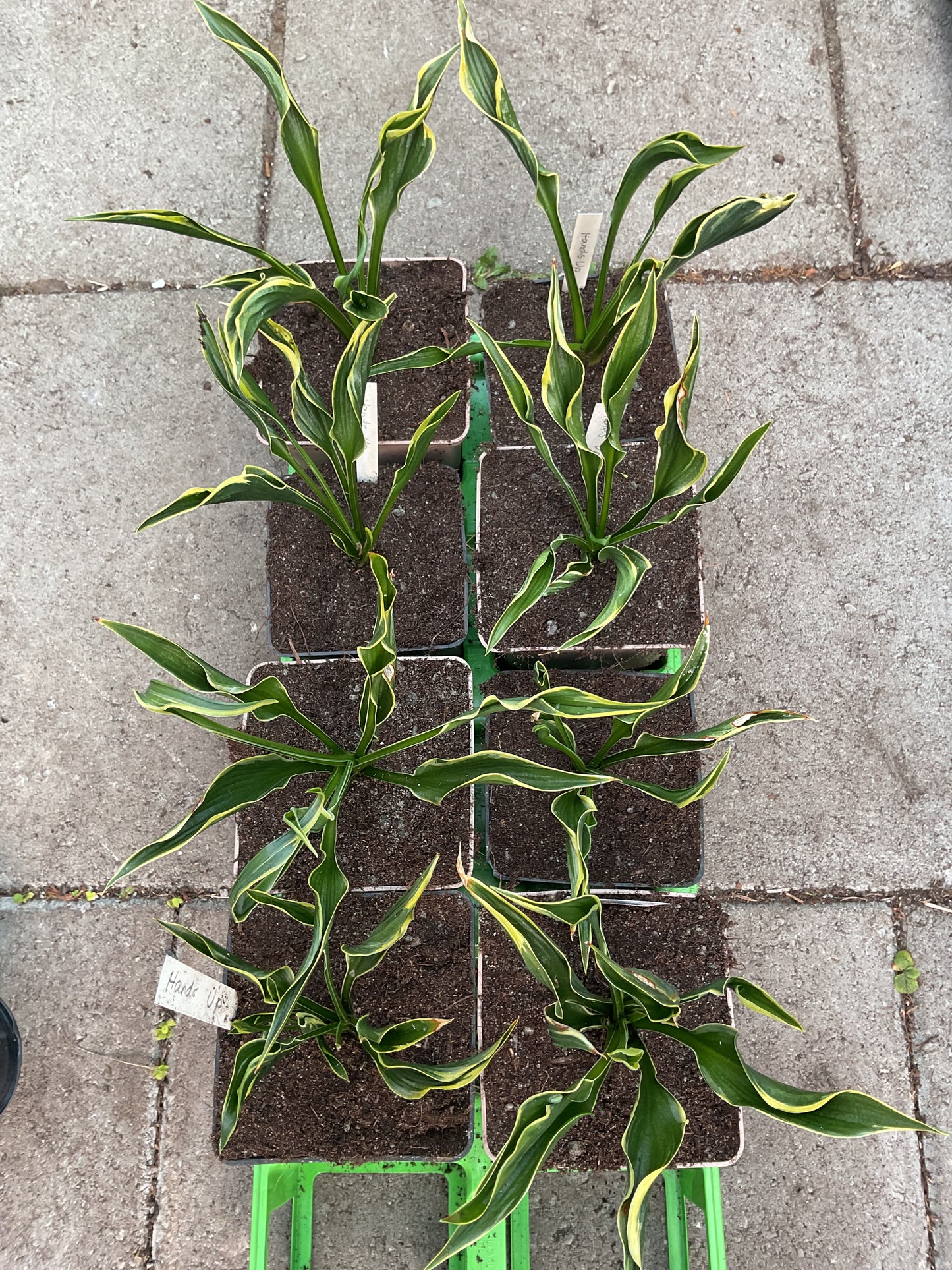 Hosta ‘Hands Up’