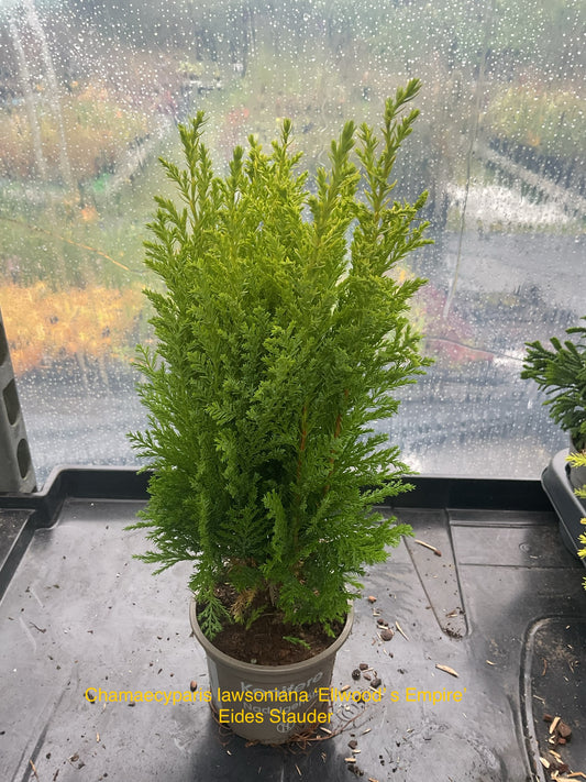 Chamaecyparis lawsoniana ‘Ellwood’s Empire’ P9