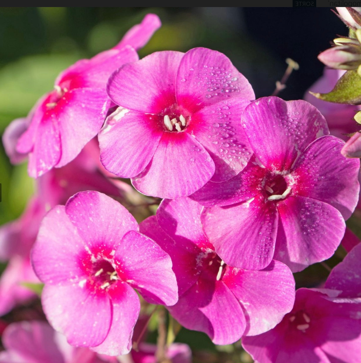 Phlox paniculata ‘Cosmopolitan’ P12