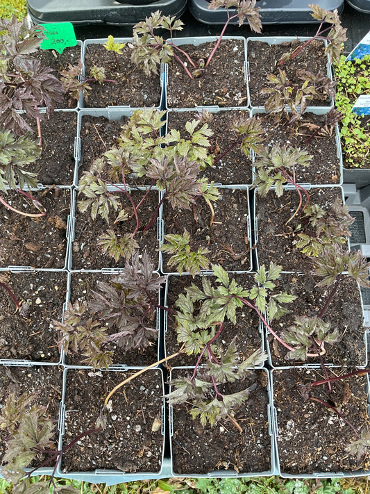 Actaea simplex ‘Brunette’ P11x11