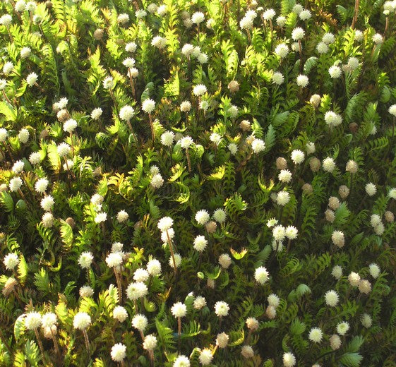 Leptinella squalida