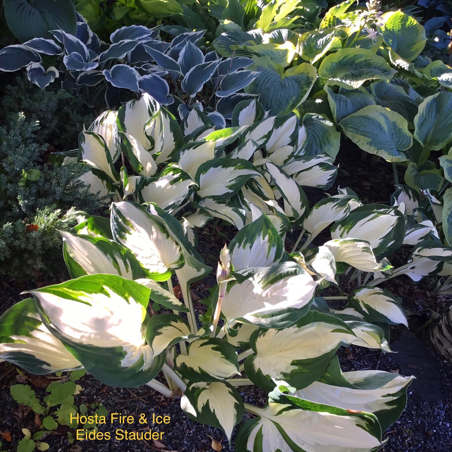 Hosta ‘Fire & Ice’