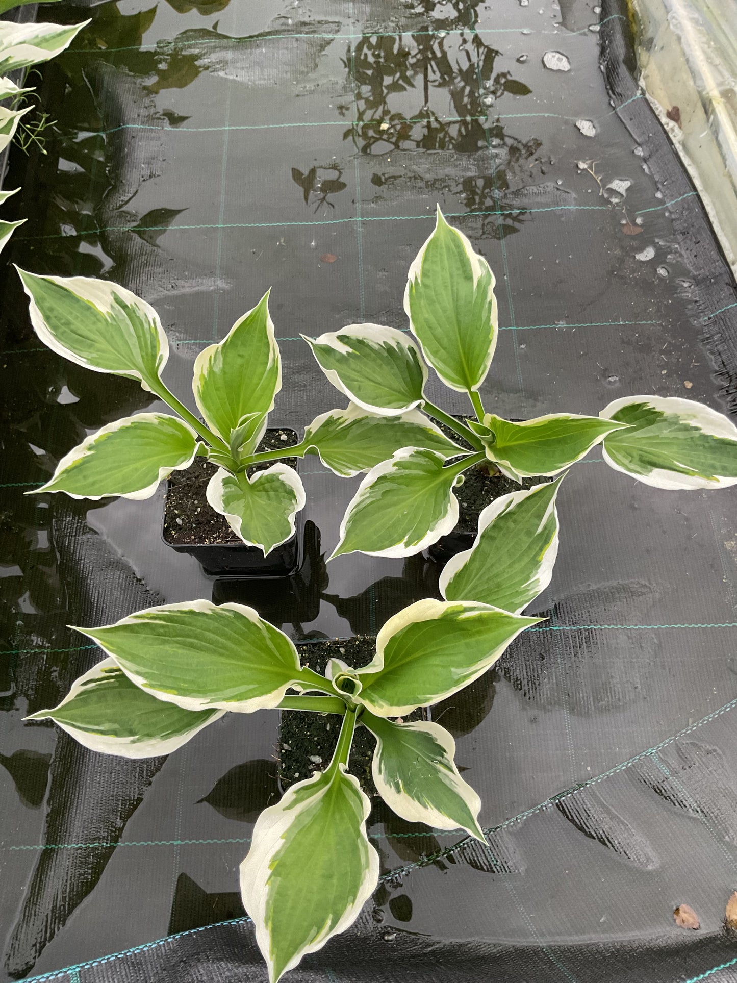 Hosta ‘Patriot’ P11x11