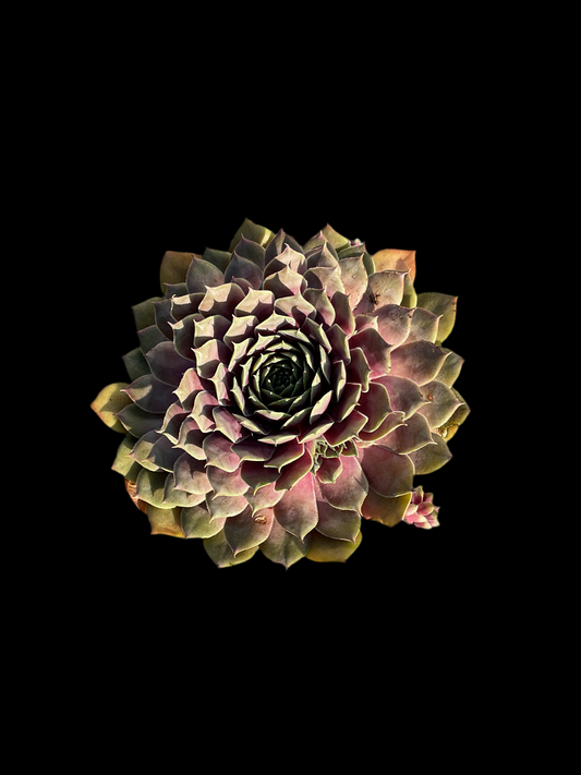 Sempervivum ‘Big Sam’™️ ‘Purple Quartz’ P17