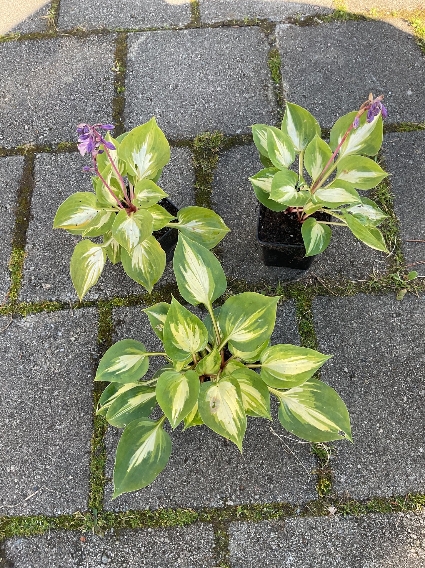 Hosta ‘Fantasy Island’ P 9x9 cm