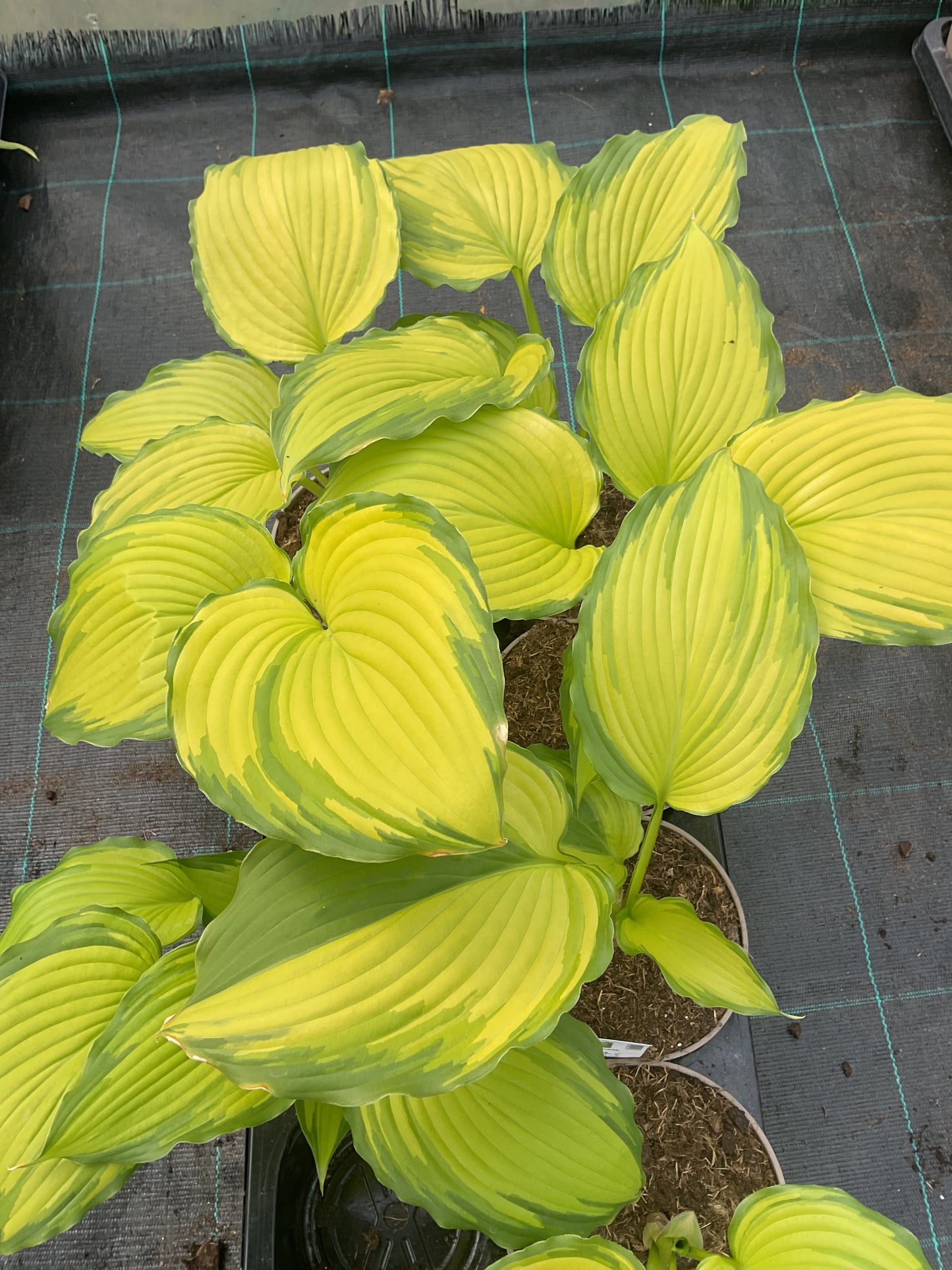 Hosta ‘Amalia’ P15